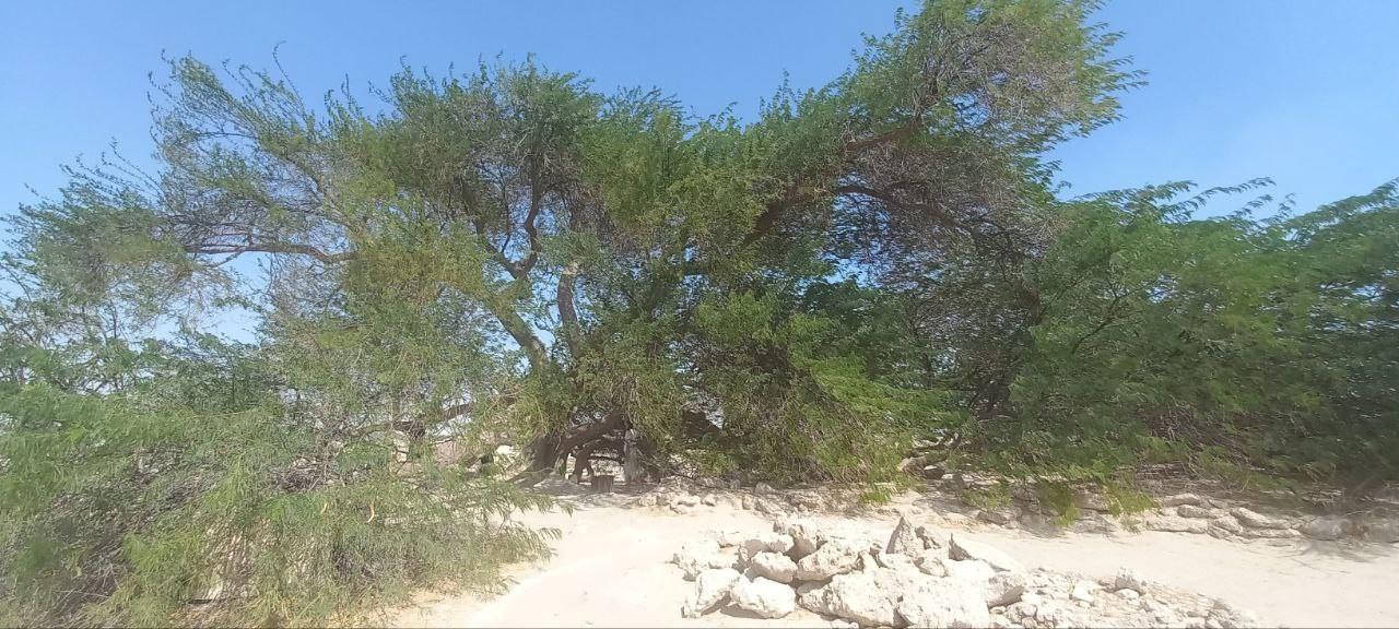 Tree of Life, Bahrain