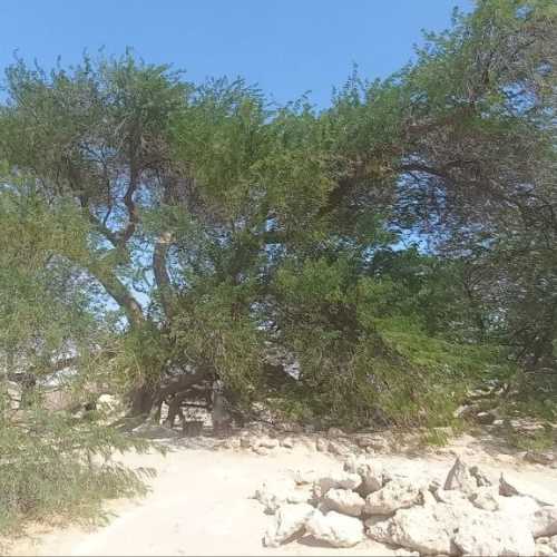 Tree of Life, Bahrain