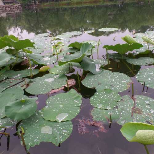 Lotus pools