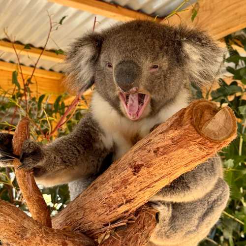 Kangaroo Island Wildlife Park, Австралия