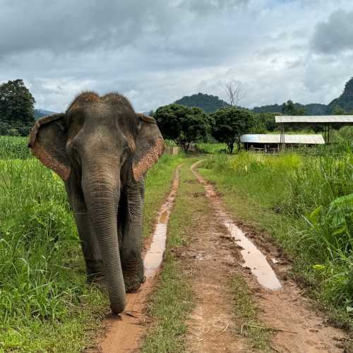 Chiangmai Elephant Care, Таиланд