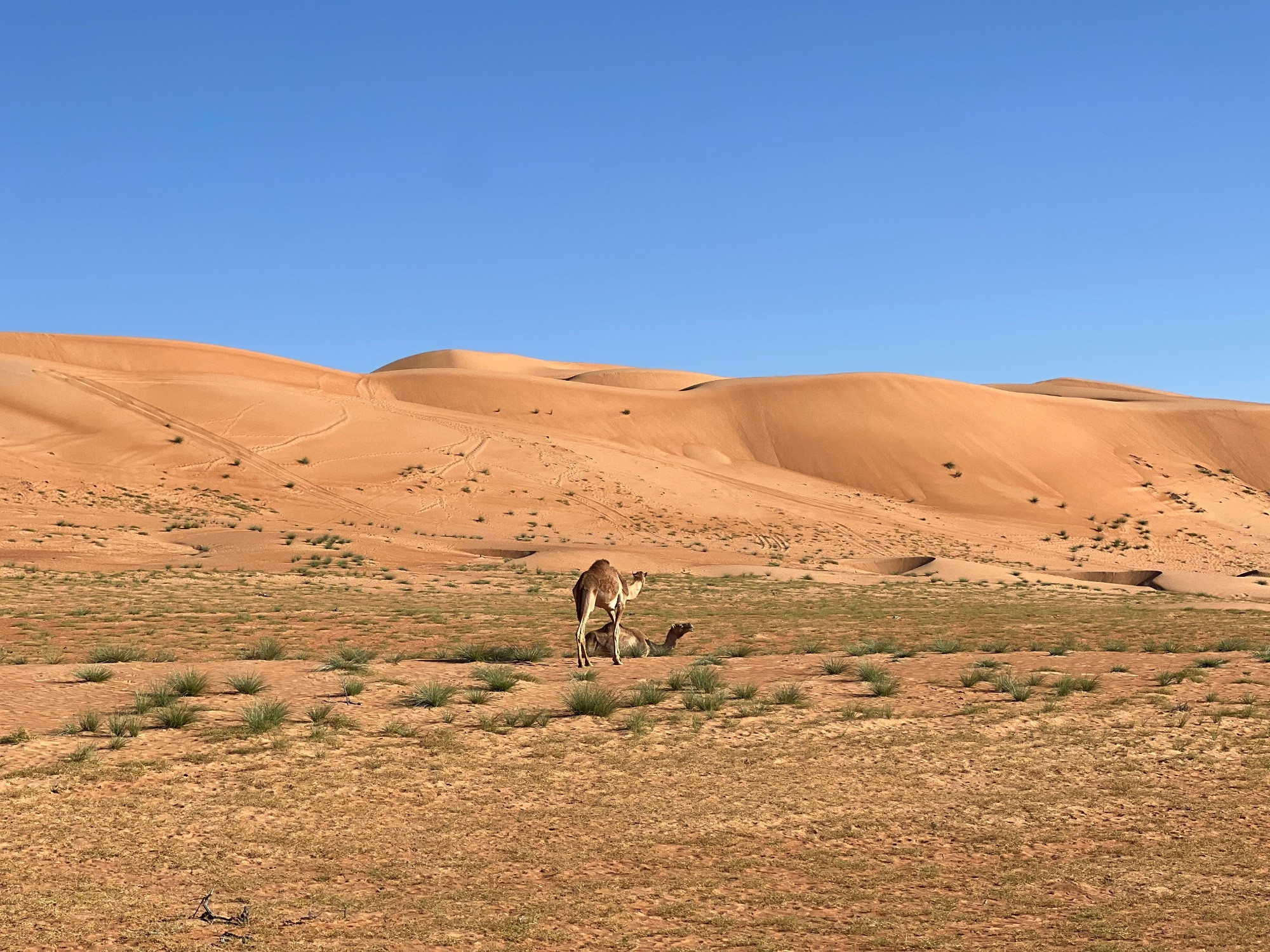 Ramlat Al Wahibah, Oman