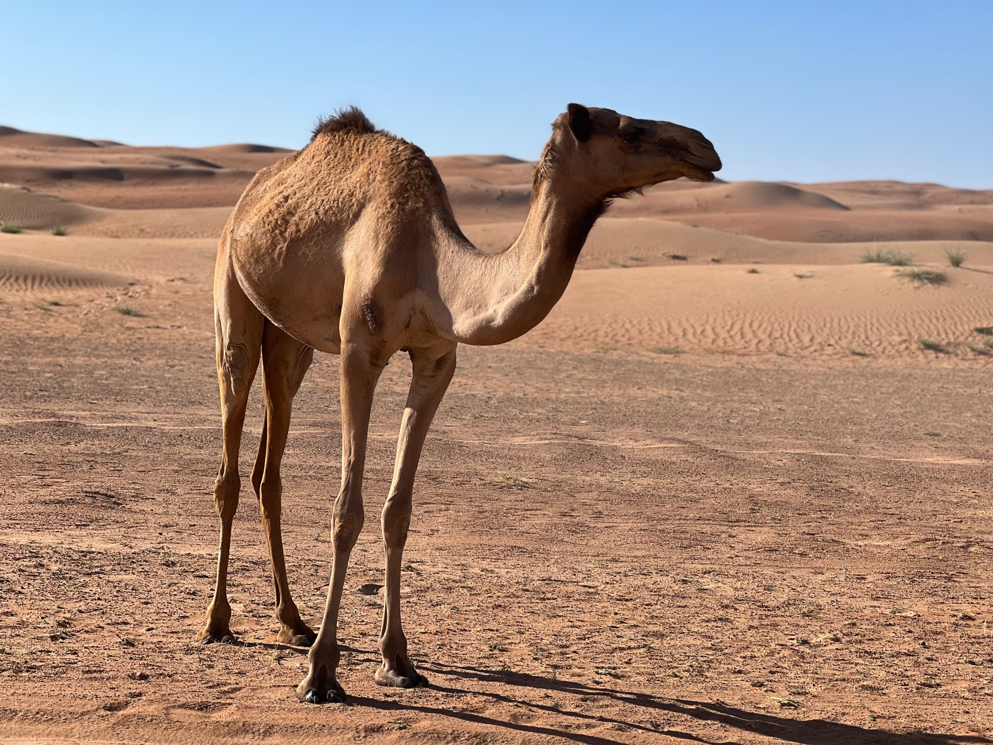 Ramlat Al Wahibah, Oman