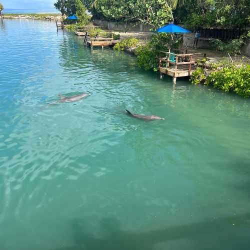 Dolphin Cove Montego Bay, Jamaica