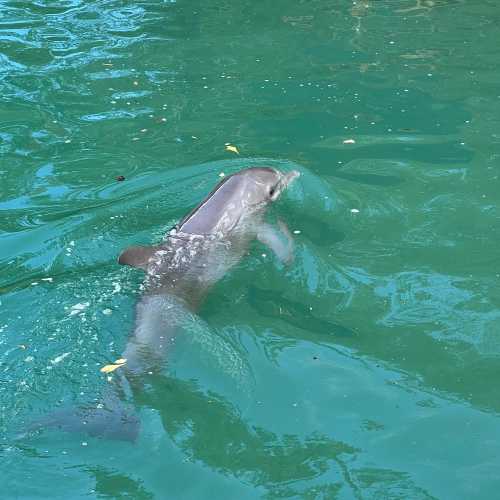 Dolphin Cove Montego Bay, Jamaica
