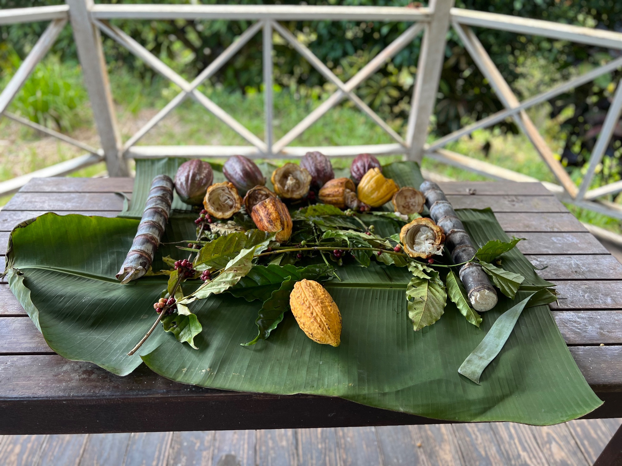Tobago Cocoa<br/>
T&T Fine / Flavour Cocoa