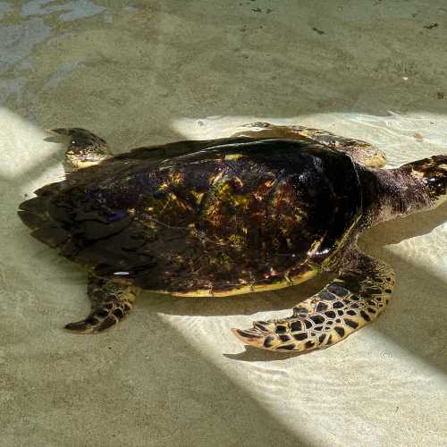 Old Hegg Turtle Sanctuary, Сент-Винсент и Гренадины