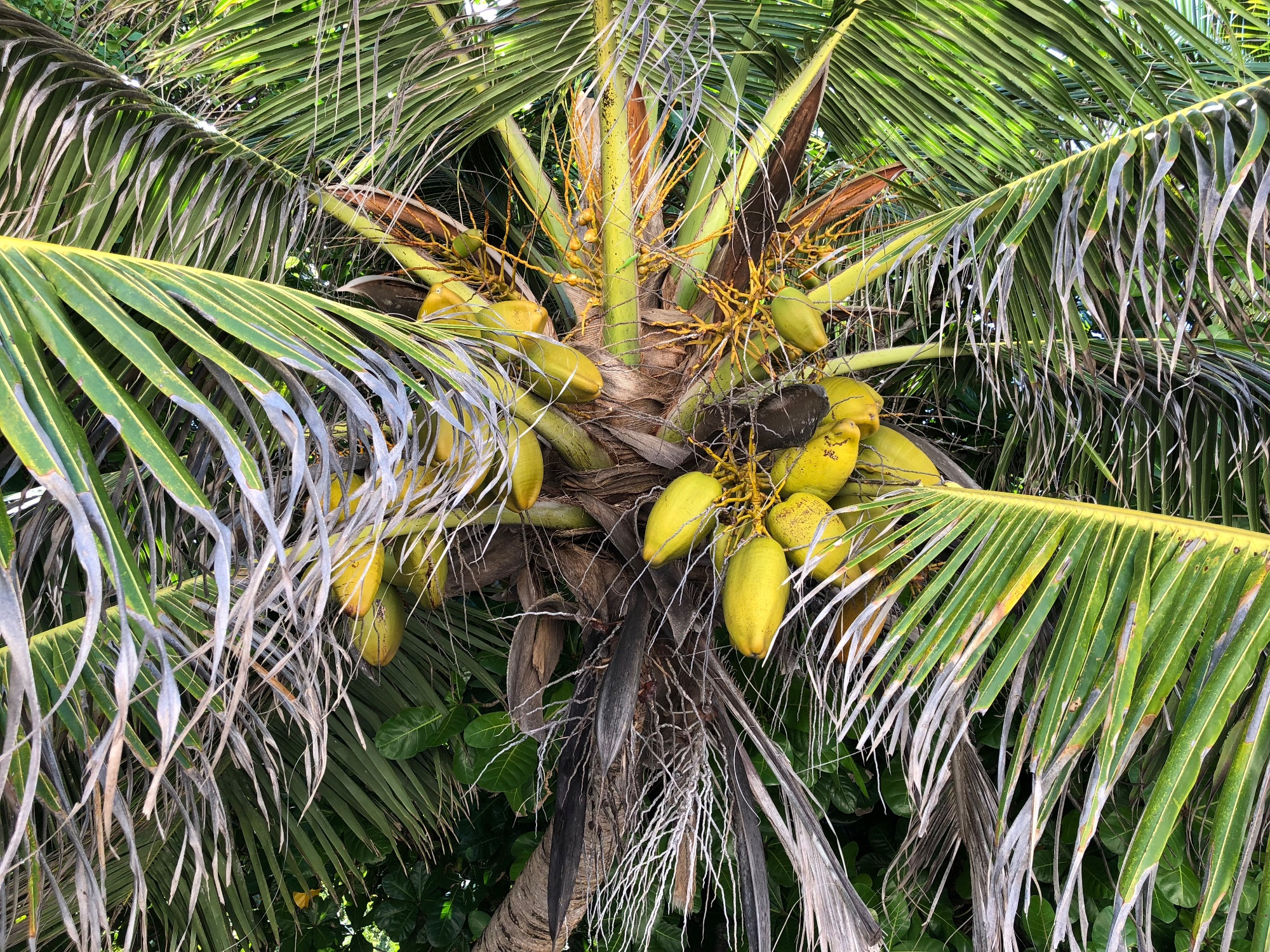 Coconuts