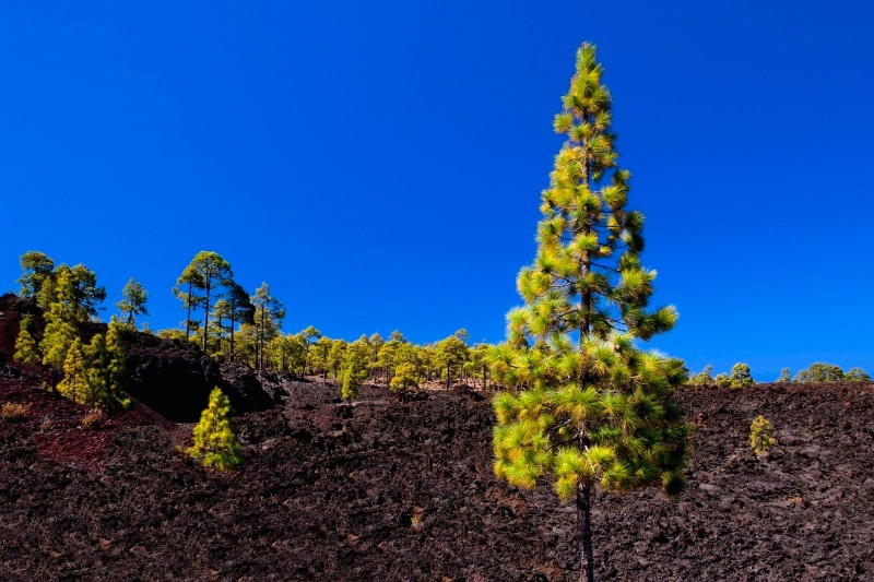 Lavaströme, Tenerife