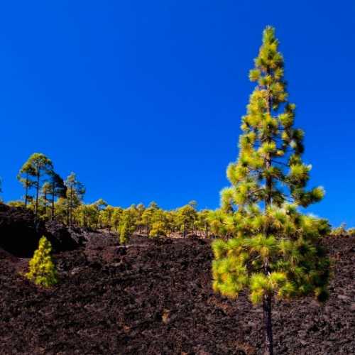 Lavaströme, Tenerife