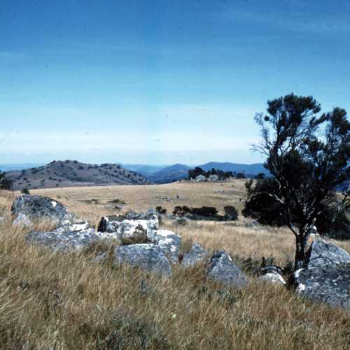 Nyika plateau — giant heath