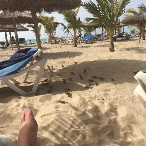 Tame sparrows on the beach 
