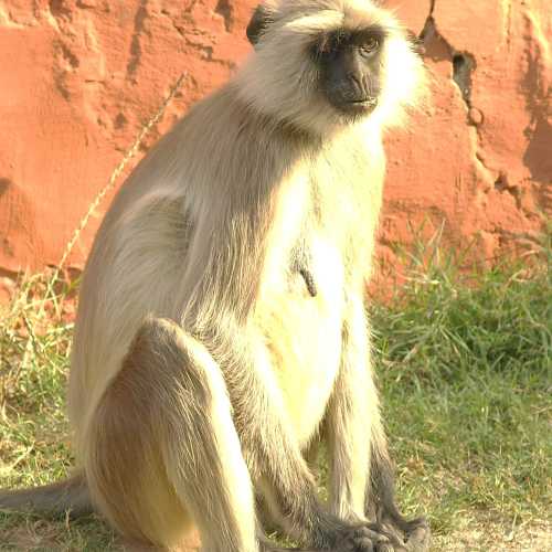 Национальный парк Рантамбор, Индия