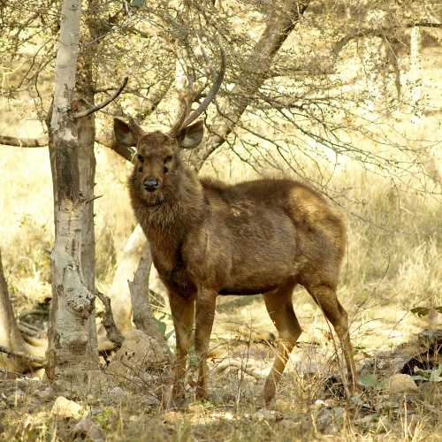 Sambal Deer