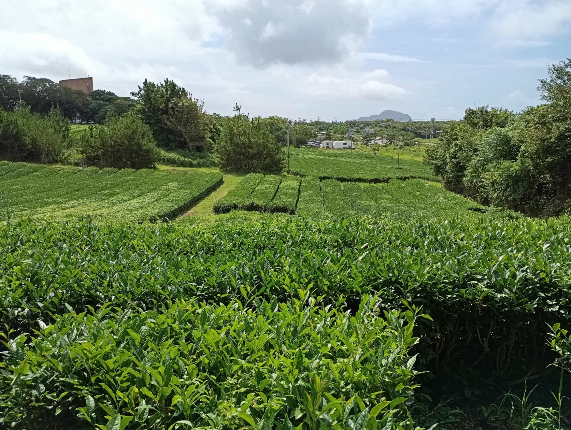 Osulloc tea plantations, South Korea