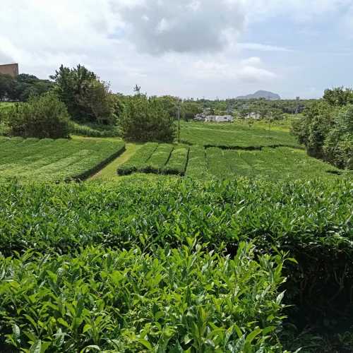 Osulloc tea plantations, Южная Корея