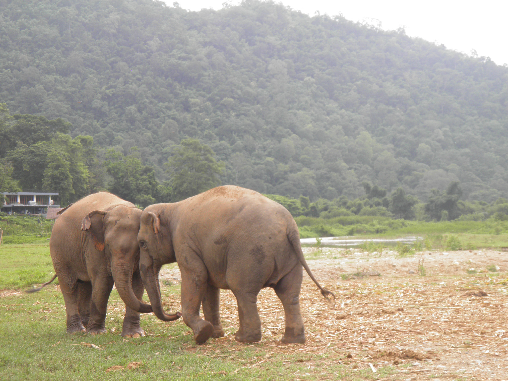 Elephant Sanctuary, Thailand