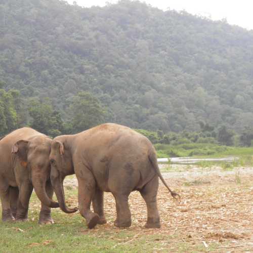 Elephant Sanctuary, Thailand