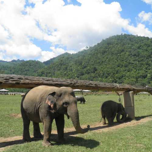Elephant Nature Park, Таиланд