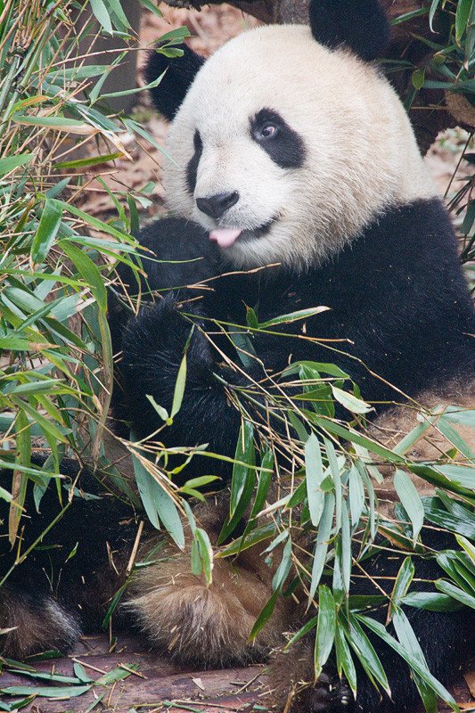 Giant Panda at the Chengdu Research Base of Giant Panda Breeding
