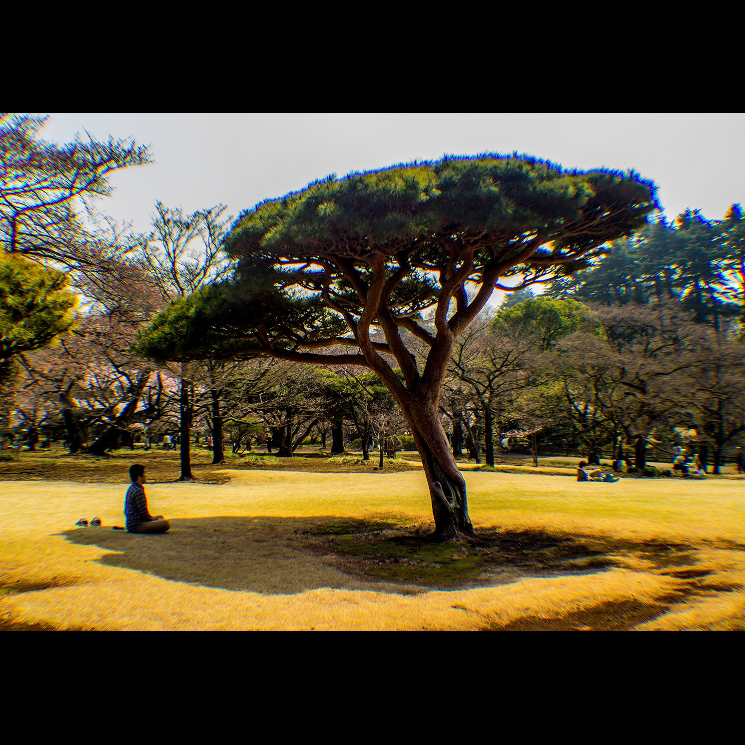 Shinjuku Gyoen, Japan