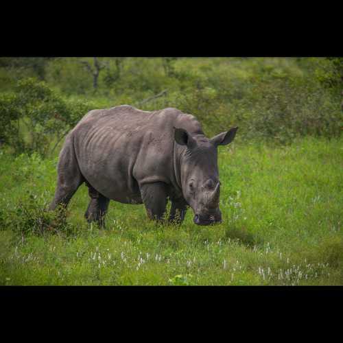 Kruger National Park, South Africa