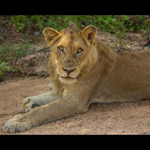 Национальный парк Крюгер, ЮАР