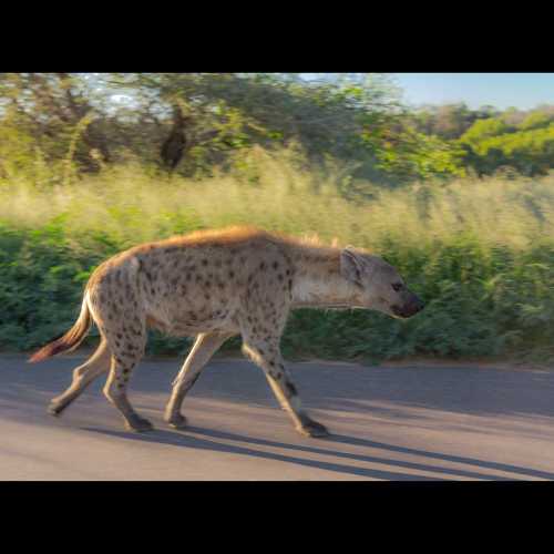 Kruger National Park, South Africa