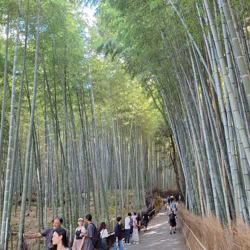 Arashiyama Bamboo Grove