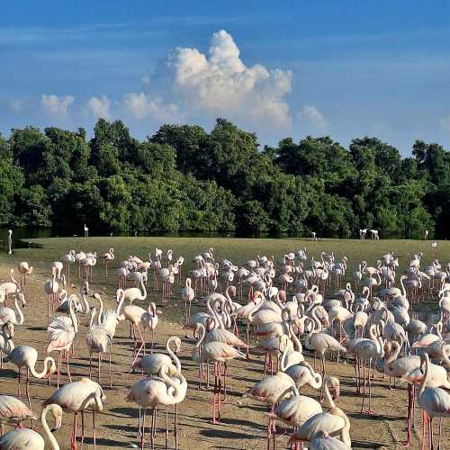 Ras Al Khor Wildlife Sanctuary photo