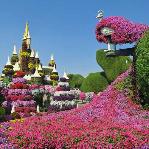 Dubai Miracle garden photo