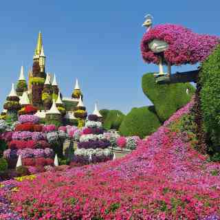 Dubai Miracle garden photo