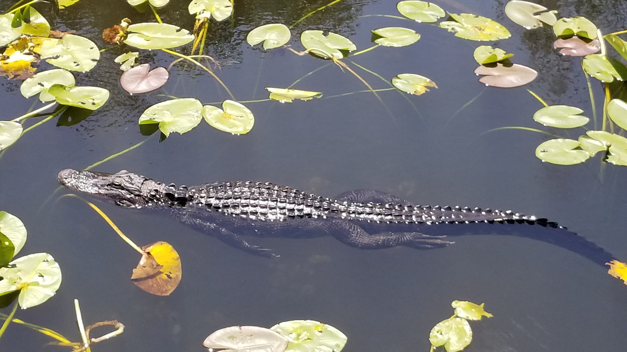 Everglades National Park, United States