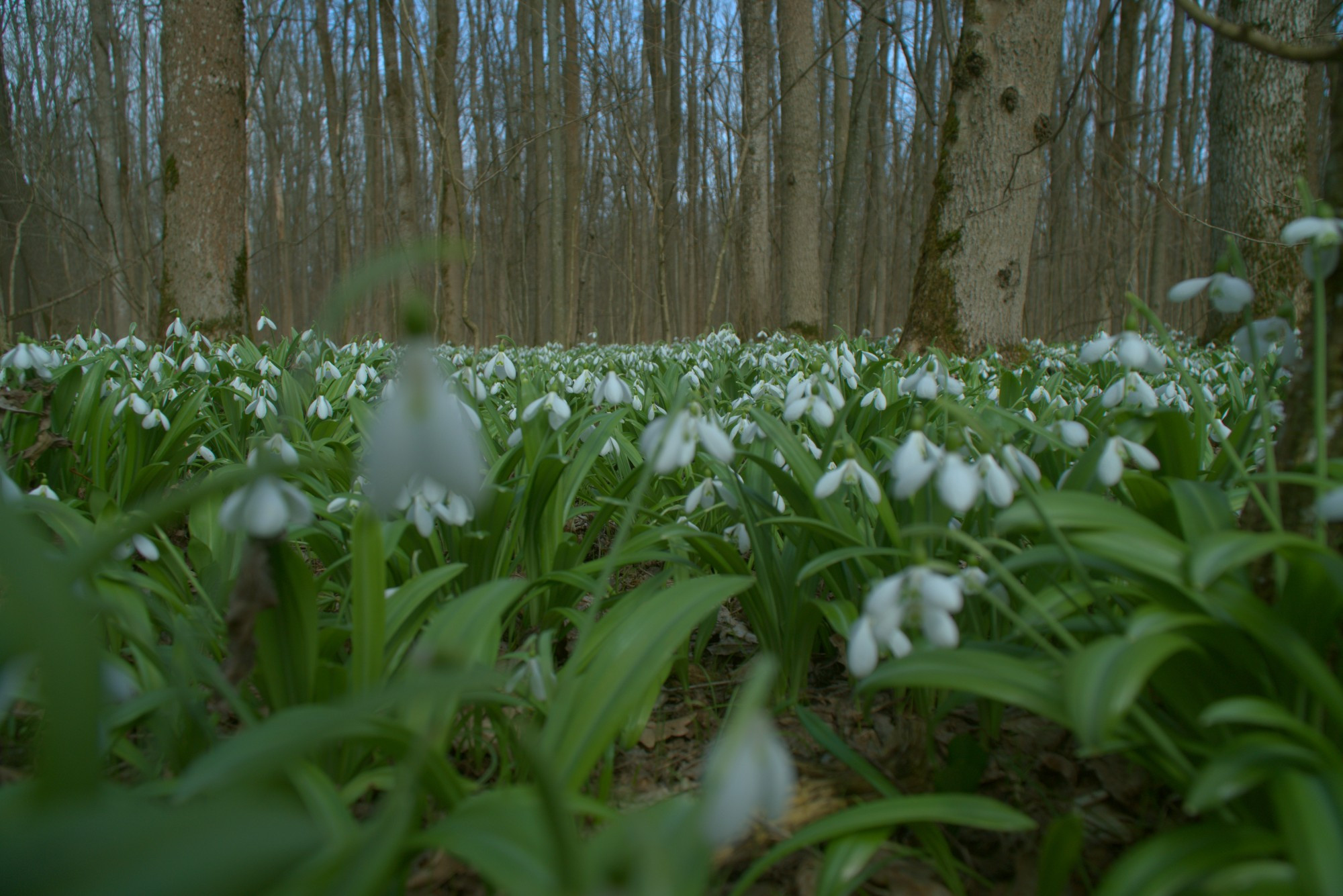 Kholodnyi Yar, Ukraine