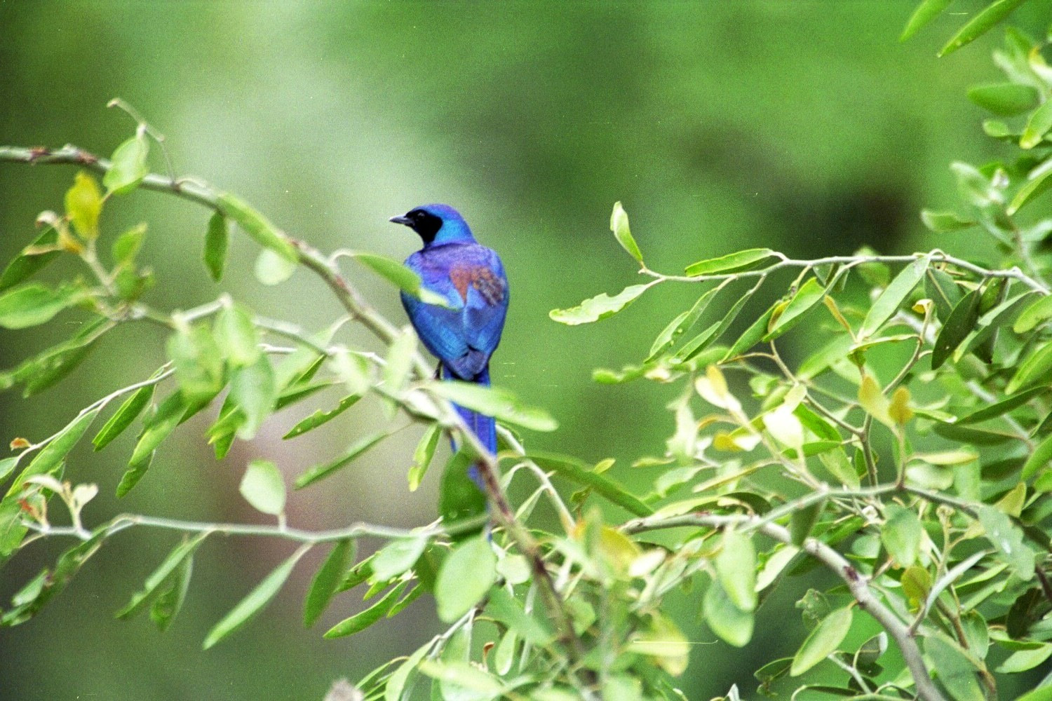 Malawi