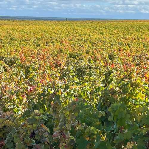 Vignes au Clos de Vougeot-Bourgogne