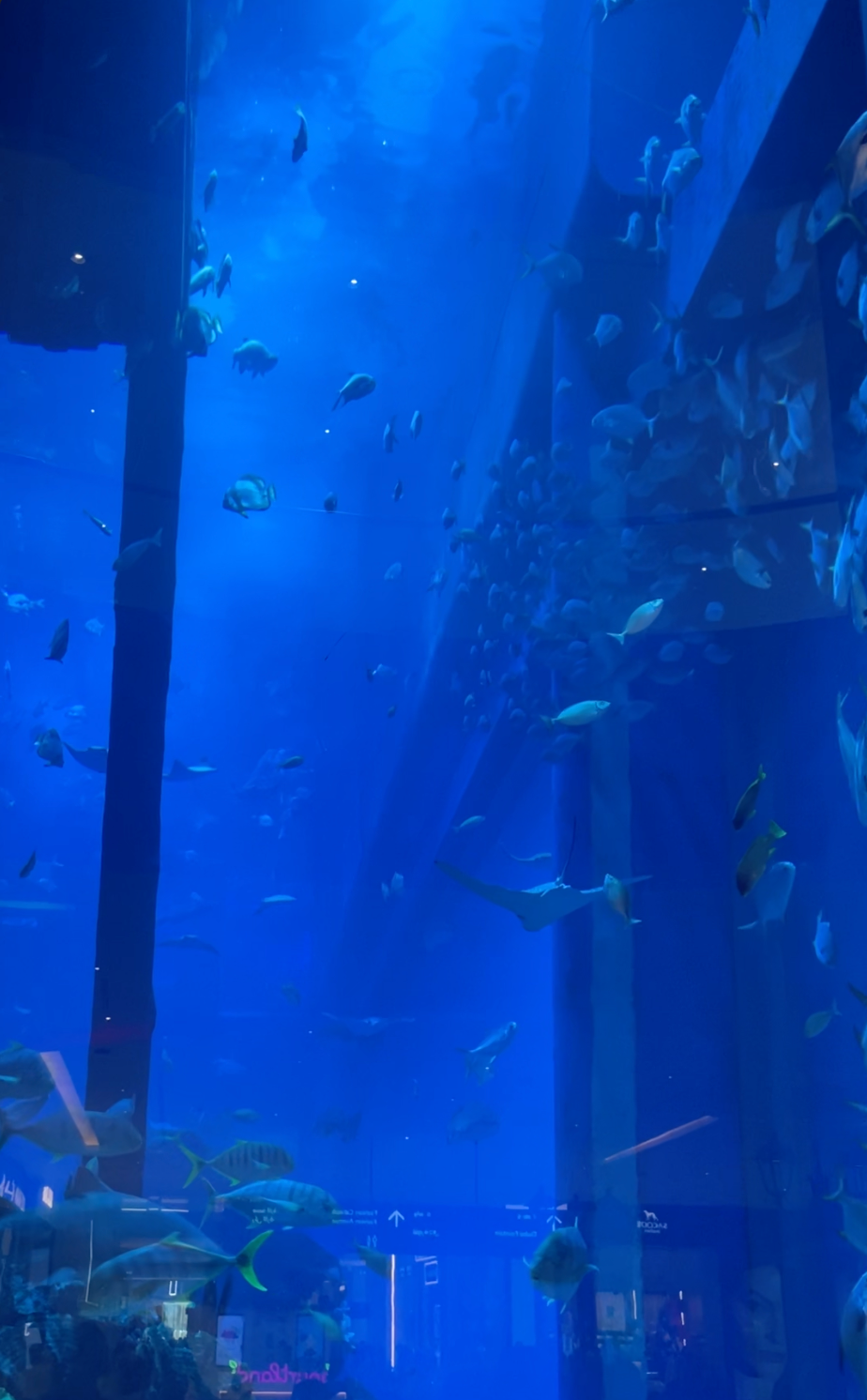 Dubai Aquarium & Underwater Zoo, United Arab Emirates