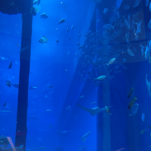 Dubai Aquarium & Underwater Zoo photo