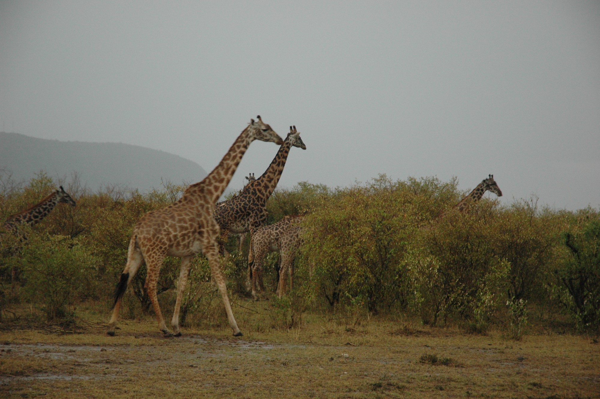 Kenya