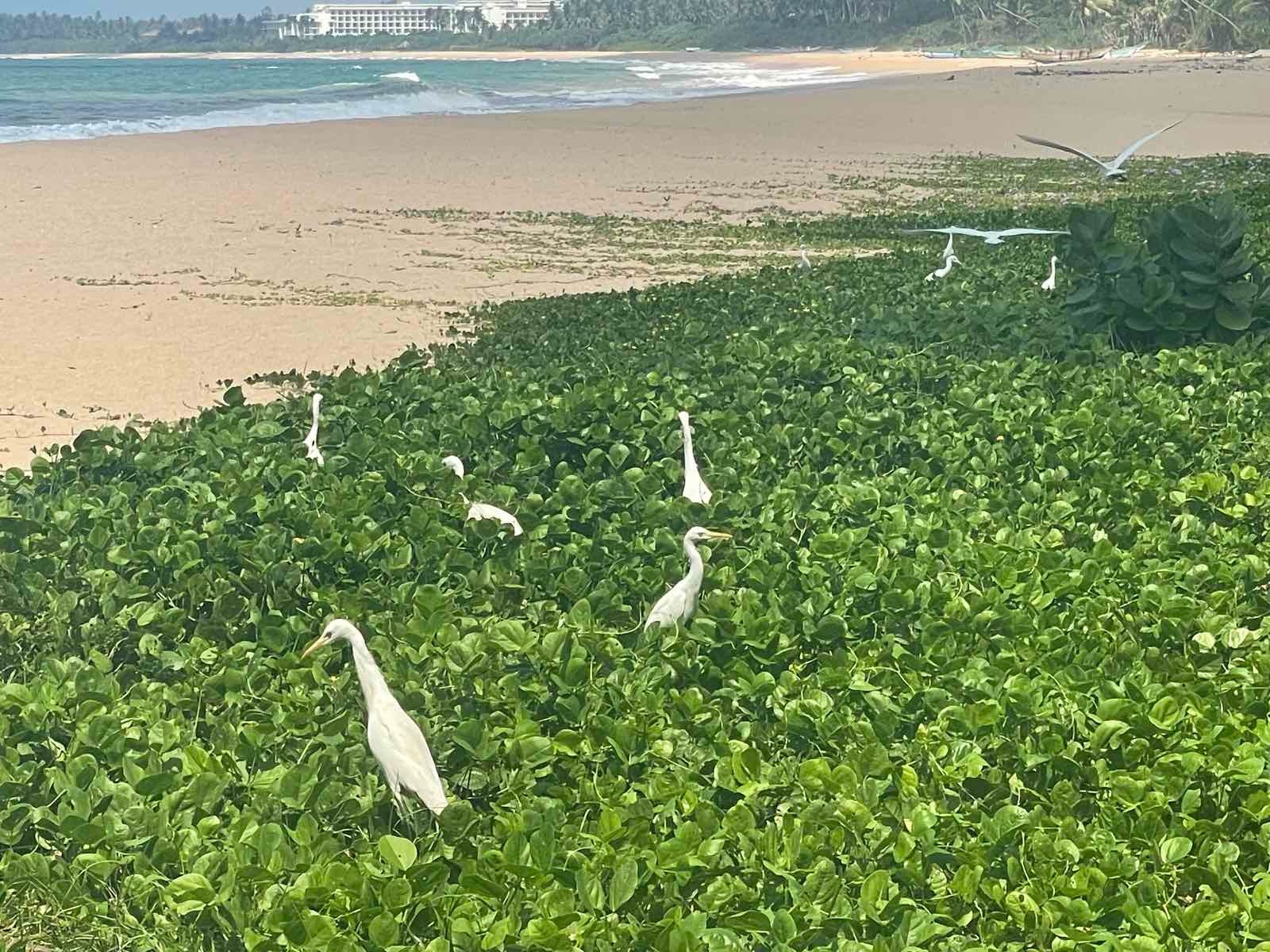 Sri Lanka