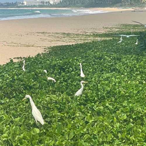 Sri Lanka