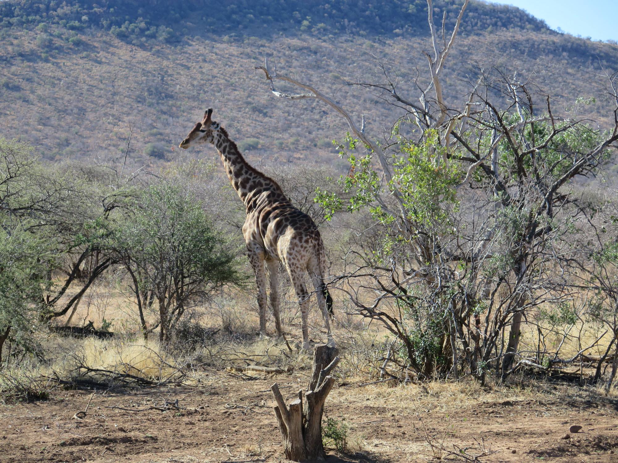 Botswana