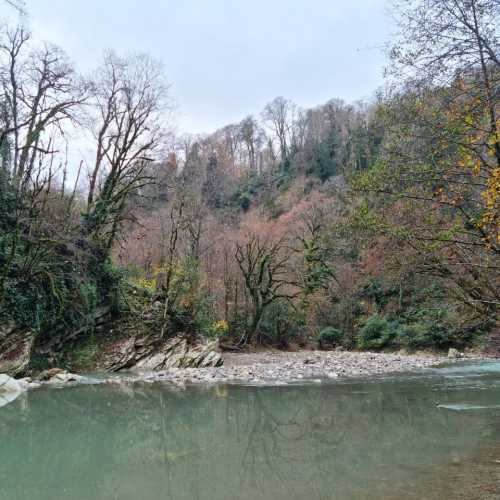 Yew-and-Boxwood Tree Grove, Russia