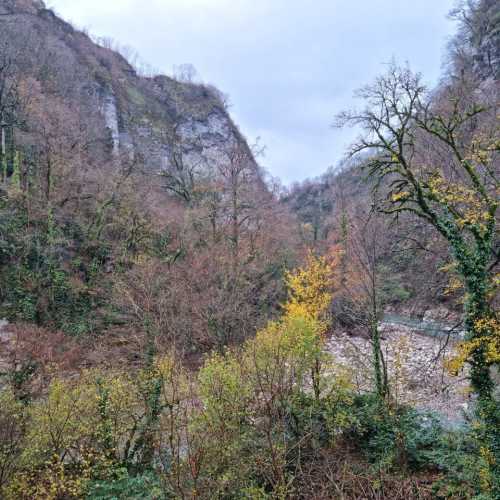 Yew-and-Boxwood Tree Grove photo