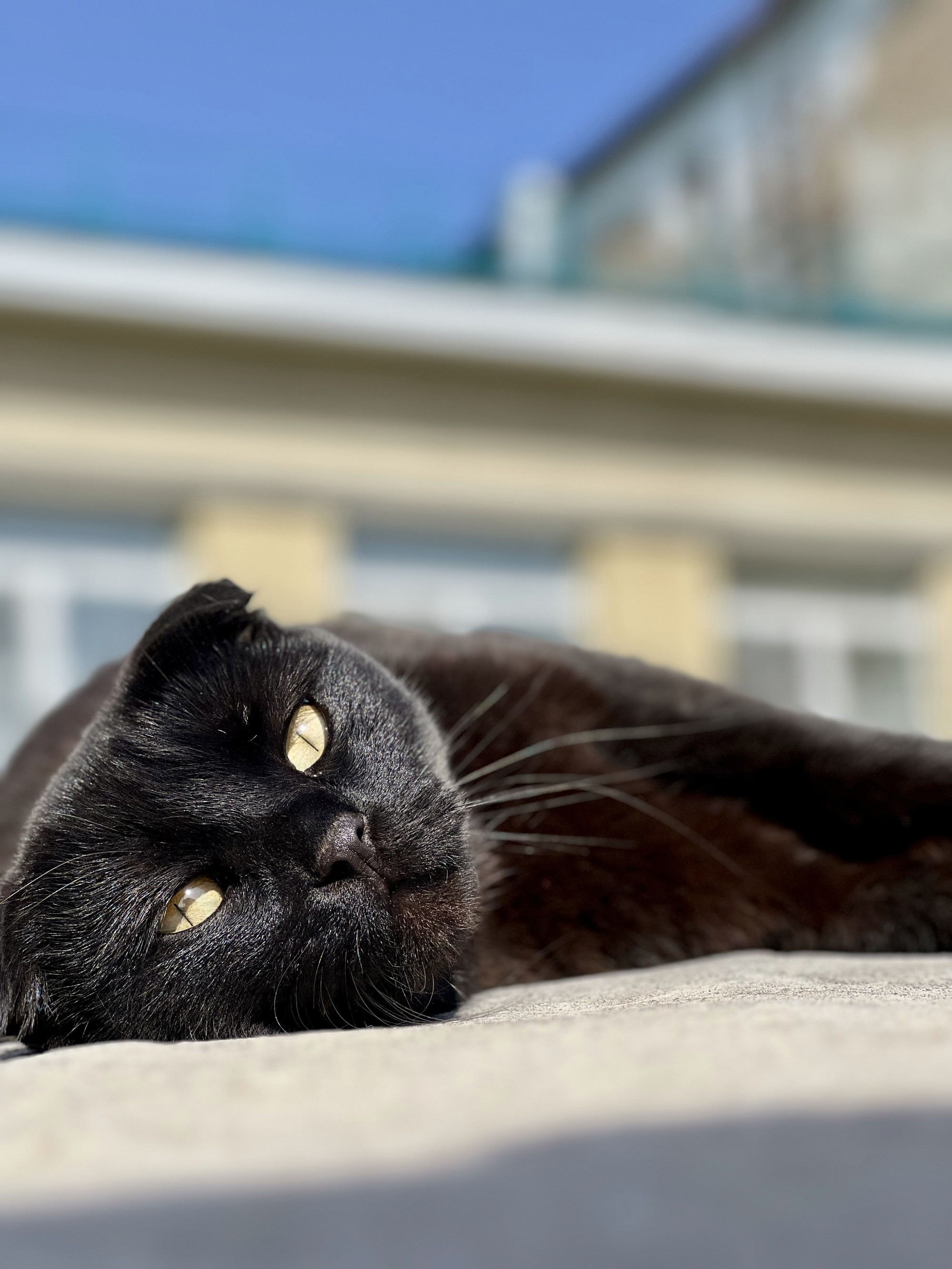 В Серноводске много котов и кошек