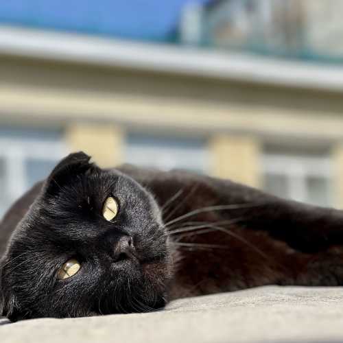 В Серноводске много котов и кошек