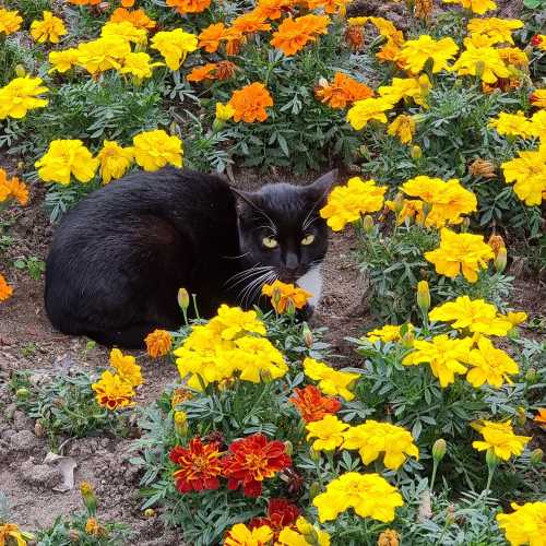 Lima, Peru