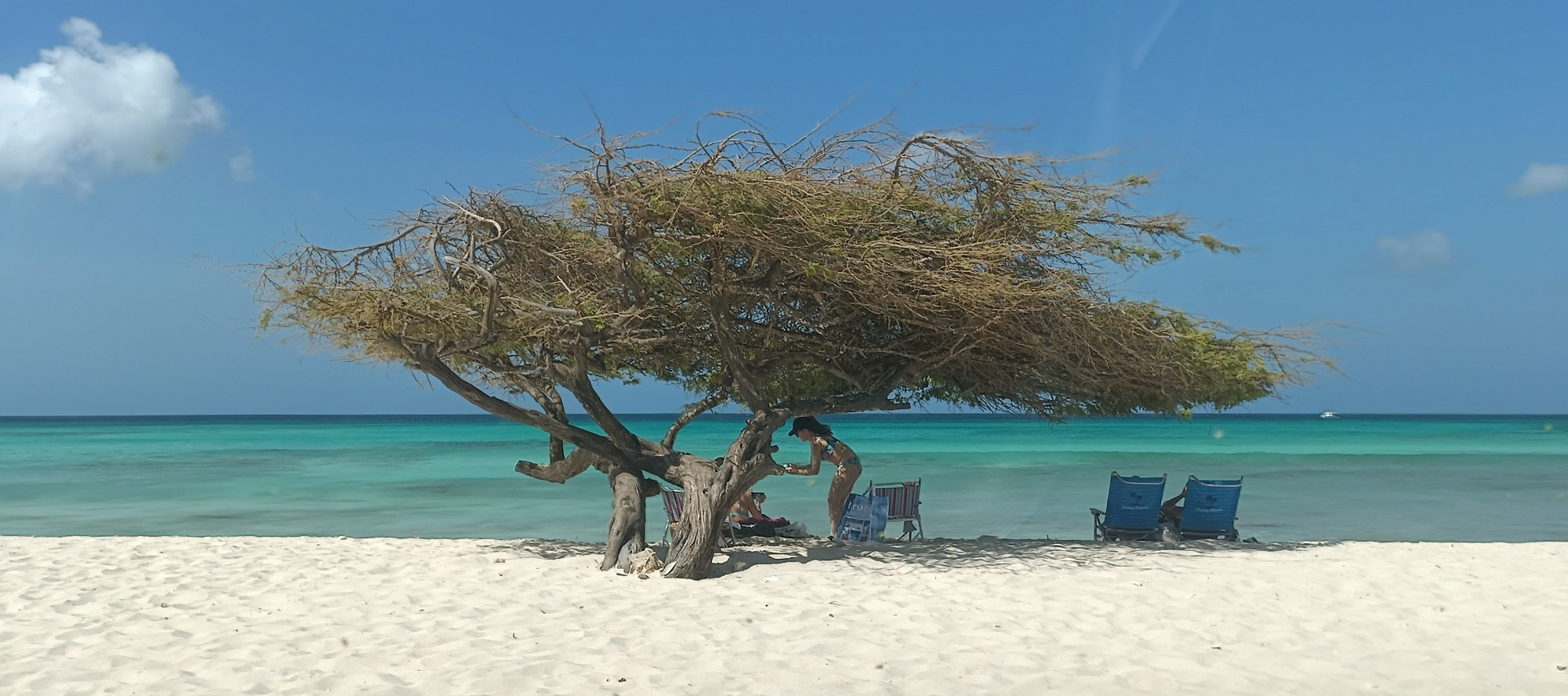 Fofoti tree or Divi Divi tree. The Aruba iconic tree.
