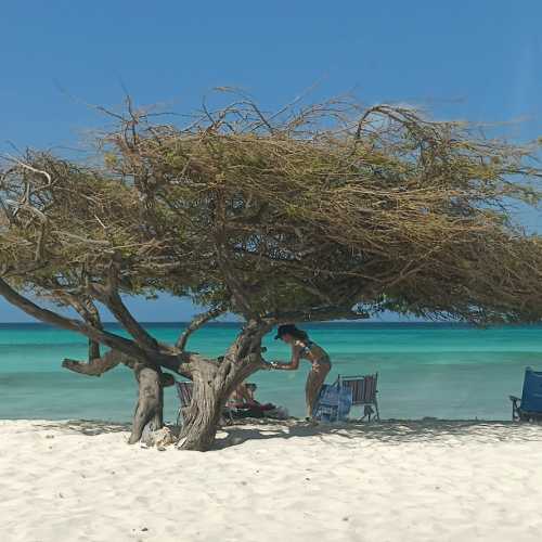 Fofoti tree or Divi Divi tree. The Aruba iconic tree.