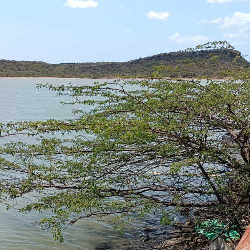 Flamingo Habitat, Netherlands Antilles